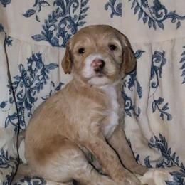 Hermione - Fawn and white female Sheepadoodle puppy in Austin, Texas from Darling Doodles