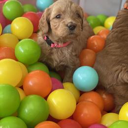 Australian Labradoodle Puppies from Pixie Doodle Paws