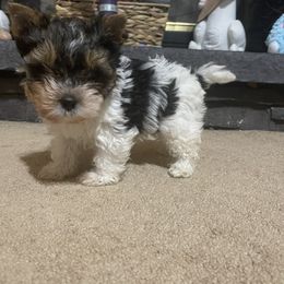 Biewer Terrier Puppies from Southern Star Biewers