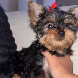 Boy 2 - Black and gold male Yorkshire Terrier puppy in Chino Hills, California from Chino Hills Yorkies