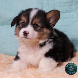 Pine Knot - Black and tan male Pembroke Welsh Corgi puppy in Karnack, Texas from Sureshot Corgis