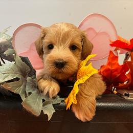 Reggie - Wheaten female Miniature Schnauzer puppy in Hemet, California from Journee Home Mini Schnauzers
