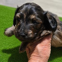 Husk AKC Cream Brindle longhaired mini dachshund - Brindle male Dachshund puppy in Las Cruces, New Mexico from The Dachshund Den