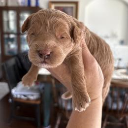 Sugar Plum - Apricot female Goldendoodle puppy in Brooksville, Florida from Abby’s Standard Goldendoodles