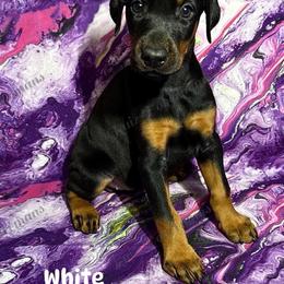 White - Black and rust female Doberman Pinscher puppy in Louisville, Kentucky from Ruiz Dobermans