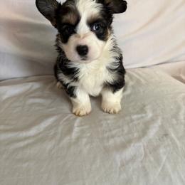 Pansy - Black and tan female Pembroke Welsh Corgi puppy in Grand Blanc, Michigan from Dellinger's Corgi's