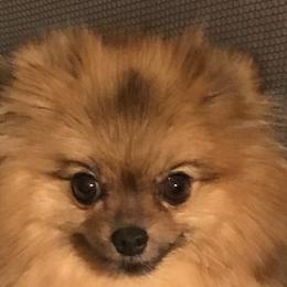 Rosie - Pomeranian