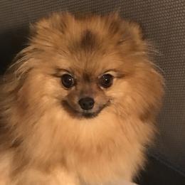 Rosie - Pomeranian