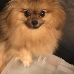 Rosie - Pomeranian