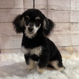 Festus - Poodle