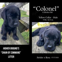 Colonel - Black male Labrador Retriever puppy in Eaton Rapids, Michigan from Higher Ground Labradors