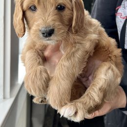 Goldendoodle Puppies from Snugglesndoodles