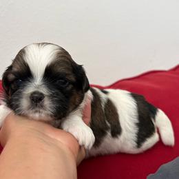 Romeo - Tricolor male Shih Tzu puppy in Weeki Wachee, Florida from Svitlana Geist