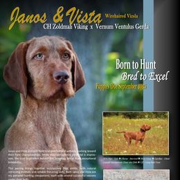 Wirehaired Vizsla puppies from Buffalo Creek Kennel