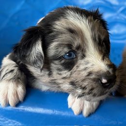 Australian Shepherd Puppies from Night Skye Aussies