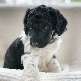 Leia - Parti female Poodle puppy in Berthoud, Colorado from Yellow Dog Farm