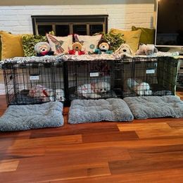 Bichon Frise Puppies from Blooming Bichons