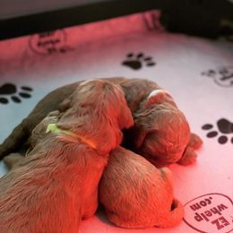 Goldendoodle Puppies from Drippin’ with Doodles