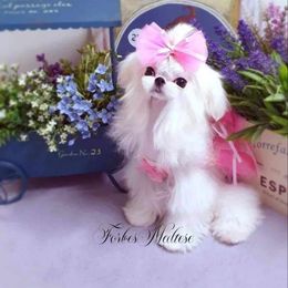 Cherryblossom - Maltese