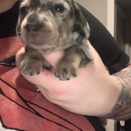 Dachshund Puppies from Thedachhouse