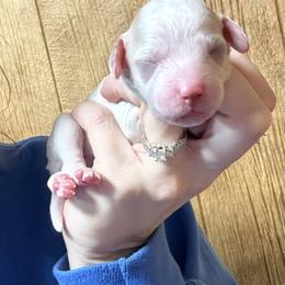 KoKo - White female Cavapoo puppy in Greensburg, Kentucky from Doodle Me Crazy