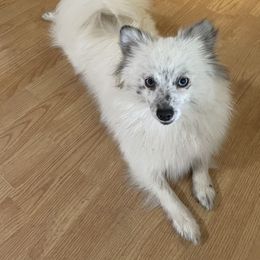 Pomeranian puppies from Shakhor Ohr Collies and Pomeranians