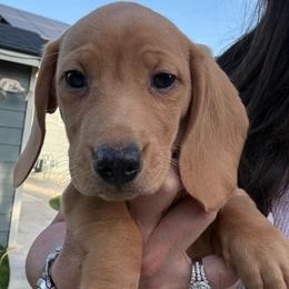 Cassius - Red male Dachshund puppy in Salem, Oregon from Longdox Mini Dachshunds