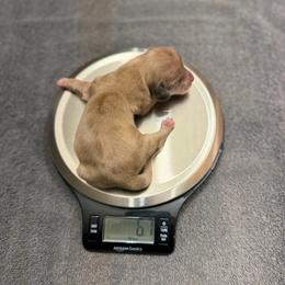 Cream Dapple Boy AKC LIMITED - Dapple male Dachshund puppy in Pauls Valley, Oklahoma from Simply Happy Dachshunds