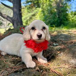 Fern - Cream female Dachshund puppy in Coeymans Hollow, New York from Dachshunds of the Hollow