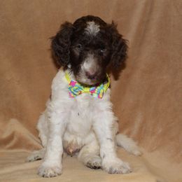 Aussiedoodle and Poodle Puppies from Covington Acres