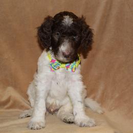 Aussiedoodle and Poodle Puppies from Covington Acres