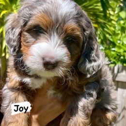 Bernedoodle Puppies from Lolli’s Bernedoodles