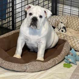 Hector - White male Bulldog puppy in Mount Airy, North Carolina from PrimeCut Bulldogs