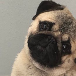 Brussels Griffons, Pugs, and Rottweilers from Copper Ridge Kennel