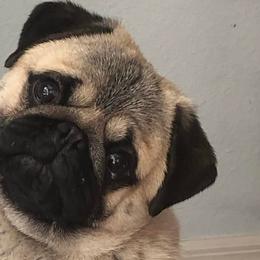 Brussels Griffons, Pugs, and Rottweilers from Copper Ridge Kennel