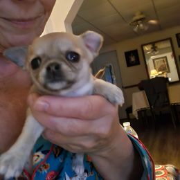 Belle - Black sabled fawn female Chihuahua puppy in Greenfield, Ohio from Paradise Chihuahua Kennel