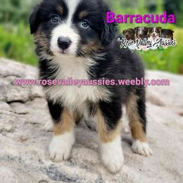 Barracuda - Black tri-color female Australian Shepherd puppy in Trout Run, Pennsylvania from Rose Valley Aussies