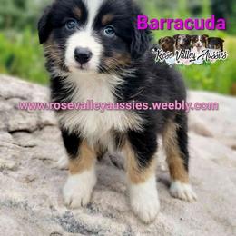Barracuda - Black tri-color female Australian Shepherd puppy in Trout Run, Pennsylvania from Rose Valley Aussies