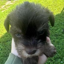 Boy 2 - Liver male Miniature Schnauzer puppy in West Point, Nebraska from Canyon Rose Schnauzers