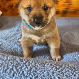 M3 - Sesame male Shiba Inu puppy in Maxwell, New Mexico from khshibas-khpugs