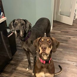 Great Danes from Delta Danes