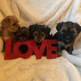 Morkie and Shorkie Puppies from Massachusetts Morkies