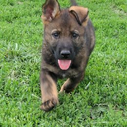 German Shepherd Puppies from Von Hartwin Kennels