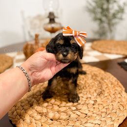 Heupel - Tri-color female Cavapoo puppy in Colcord, Oklahoma from Copper Lane Aussies, Doodles & Cavapoos