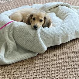 Dachshund Puppies from Meadow Ridge Dachshunds