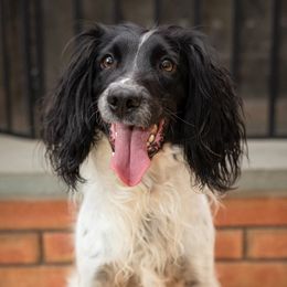 Jet - English Springer Spaniel