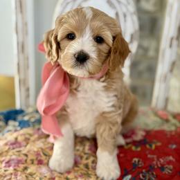 Crumpet - Apricot female Goldendoodle puppy in Mapleton, Utah from Natural Doodle Life