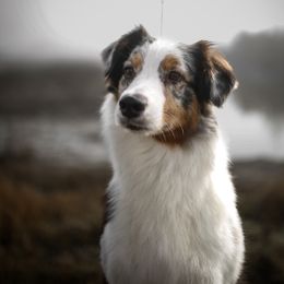 Australian Shepherd puppies from BlueSpark Australian Shepherds