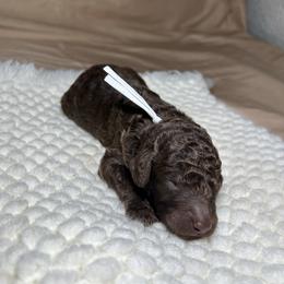 Comet - Chocolate male Goldendoodle puppy in Palmetto Bay, Florida from SOMIDOODLES