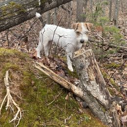 Russell Terrier Puppies from Acorn Ridge JRT